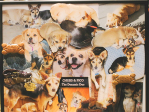 A collage of dogs with a hat on.